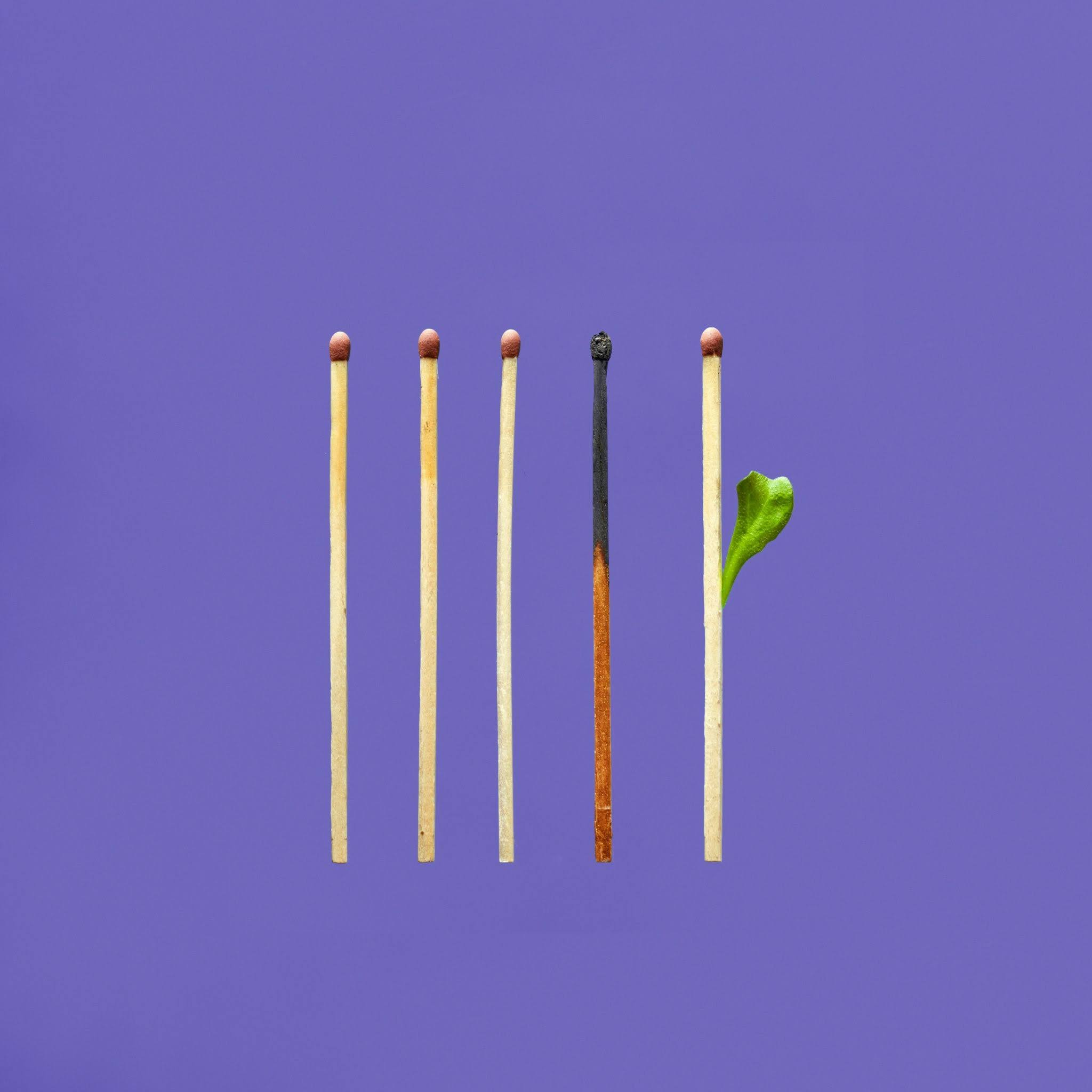 Five matchsticks, one burnt and one sprouting a green leaf